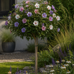Ibištek sýrsky (Hibiscus syriacus) ´TRICOLOR´ – výška 100-120 cm, kont. C5L - NA KMIENKU 